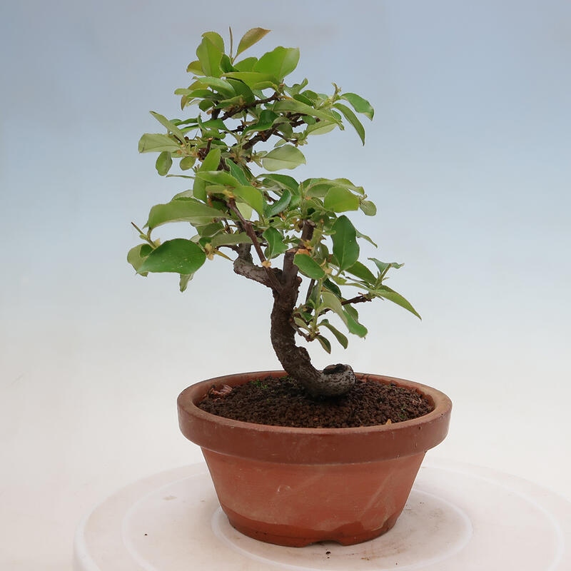 Venkovní  bonsai -  Pseudocydonia sinensis - Kdouloň čínská