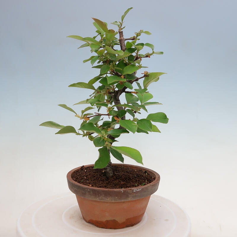 Venkovní  bonsai -  Pseudocydonia sinensis - Kdouloň čínská