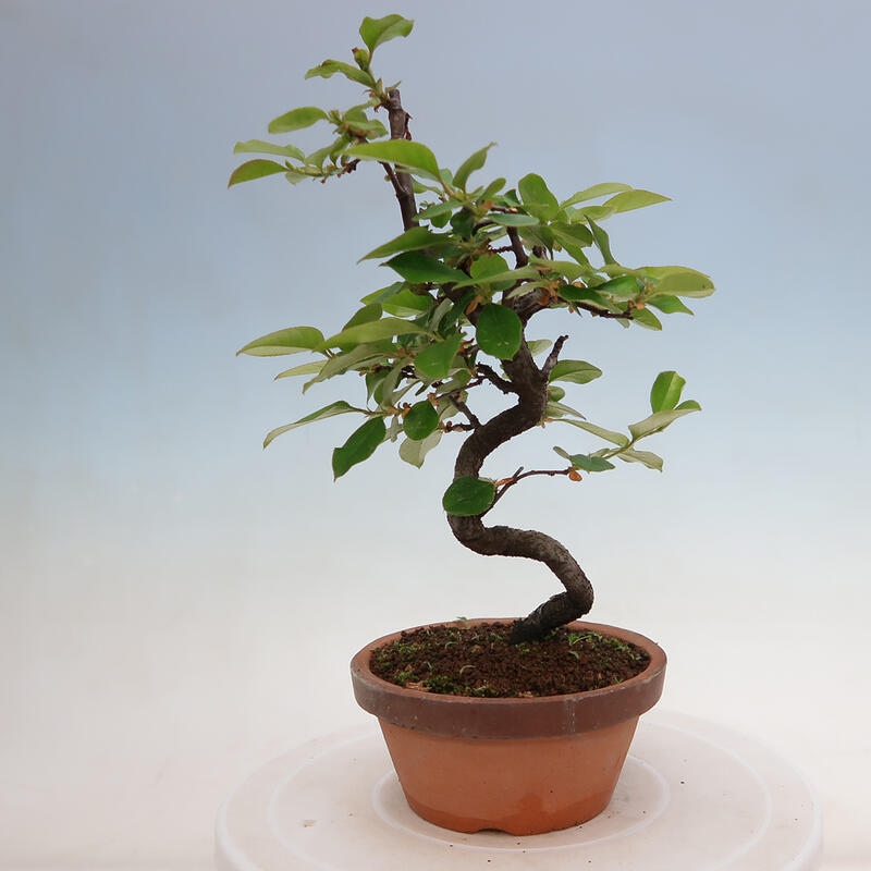 Venkovní  bonsai -  Pseudocydonia sinensis - Kdouloň čínská