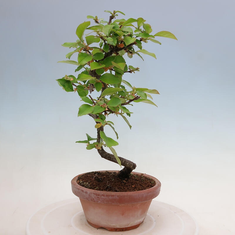 Venkovní  bonsai -  Pseudocydonia sinensis - Kdouloň čínská