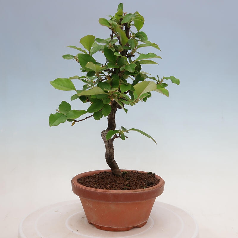 Venkovní  bonsai -  Pseudocydonia sinensis - Kdouloň čínská