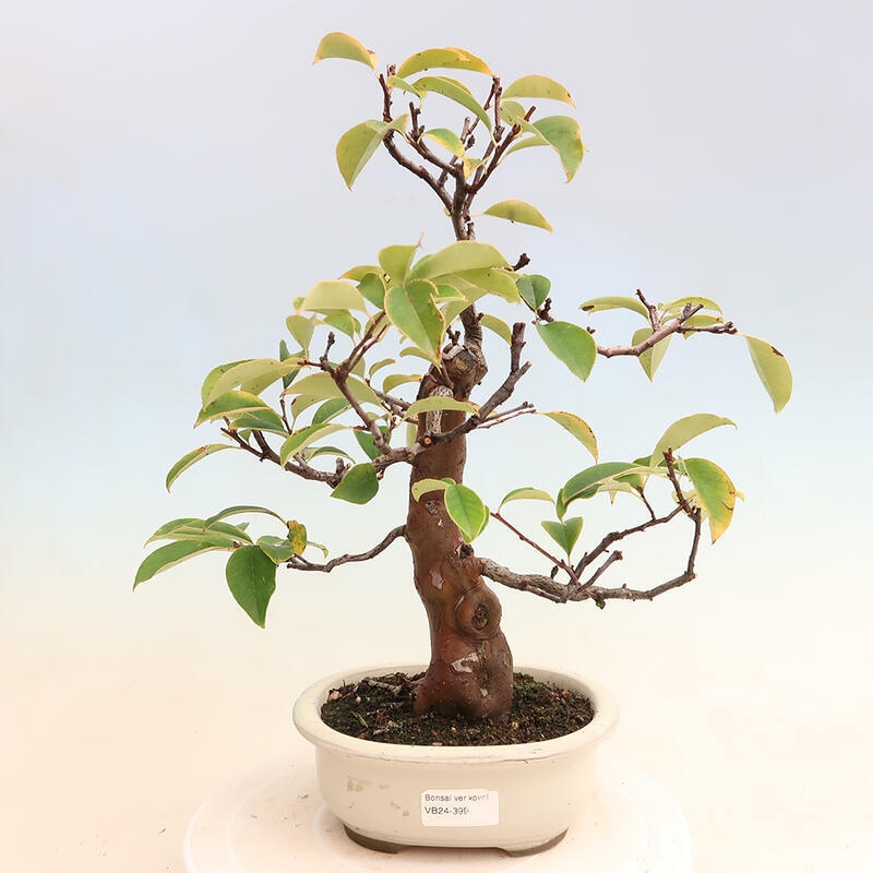 Venkovní  bonsai -  Pseudocydonia sinensis - Kdouloň čínská