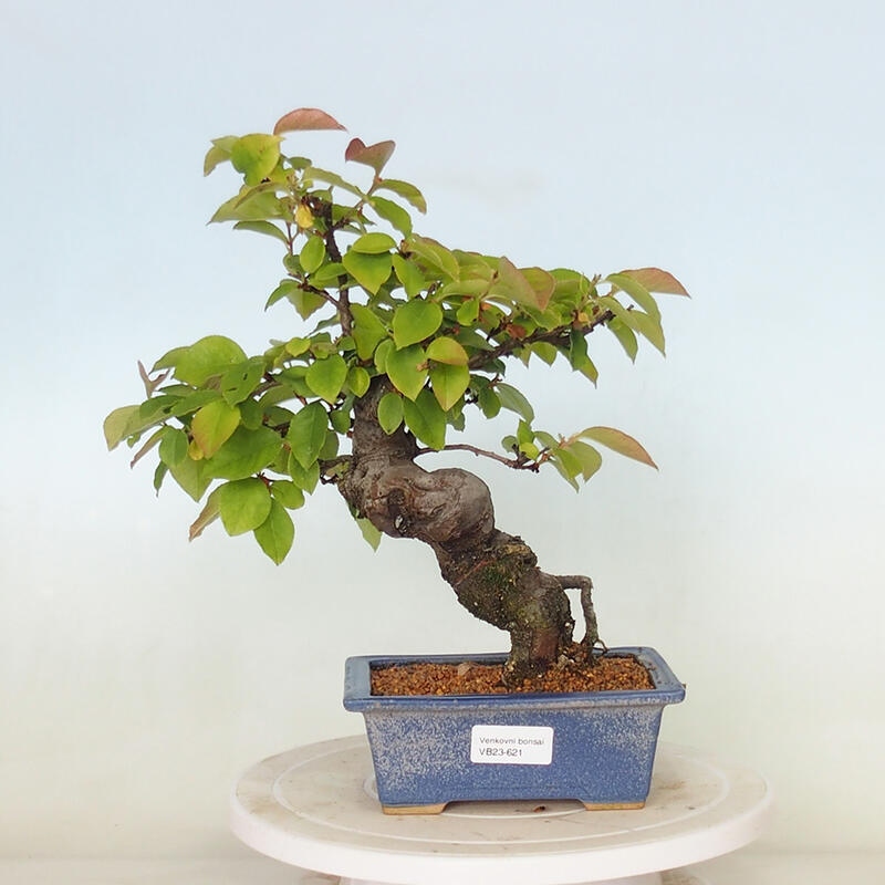 Venkovní  bonsai -  Pseudocydonia sinensis - Kdouloň čínská