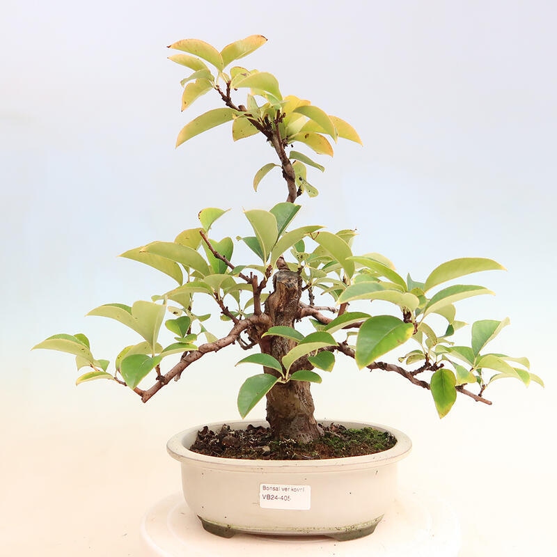 Venkovní  bonsai -  Pseudocydonia sinensis - Kdouloň čínská