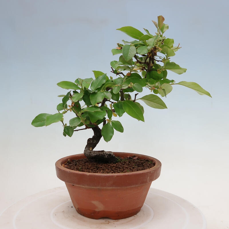 Venkovní  bonsai -  Pseudocydonia sinensis - Kdouloň čínská