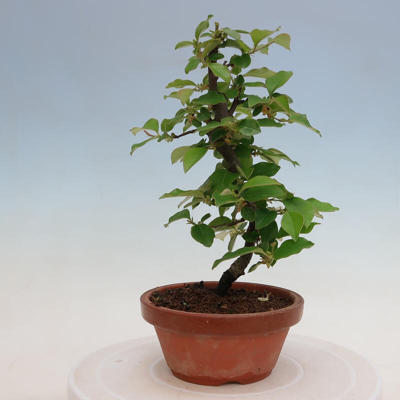 Venkovní  bonsai -  Pseudocydonia sinensis - Kdouloň čínská