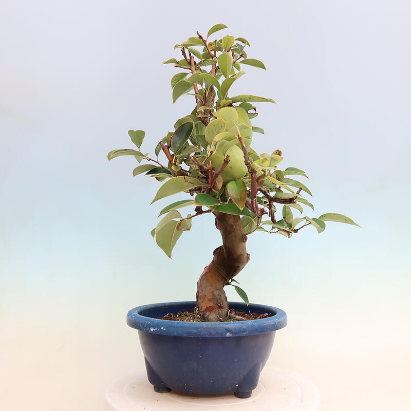 Venkovní  bonsai -  Pseudocydonia sinensis - Kdouloň čínská