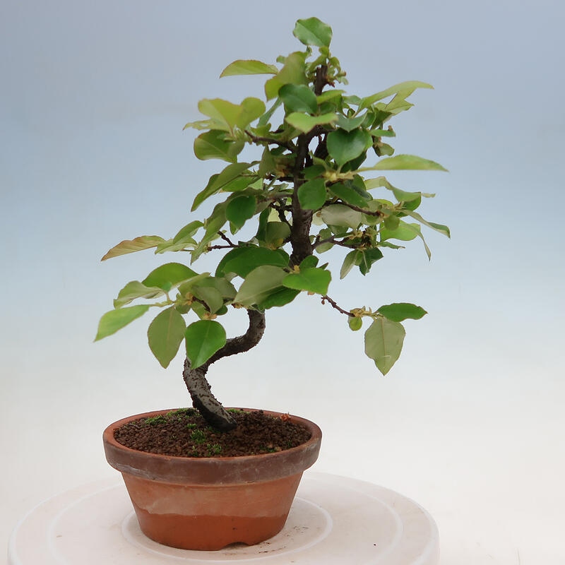 Venkovní  bonsai -  Pseudocydonia sinensis - Kdouloň čínská