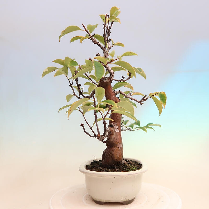 Venkovní  bonsai -  Pseudocydonia sinensis - Kdouloň čínská