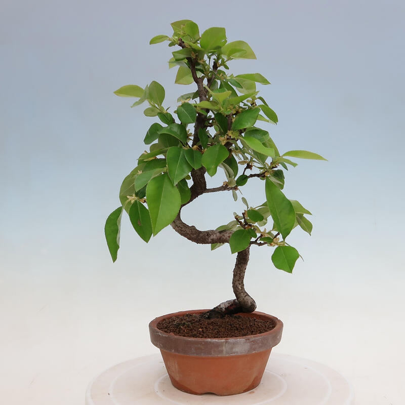 Venkovní  bonsai -  Pseudocydonia sinensis - Kdouloň čínská