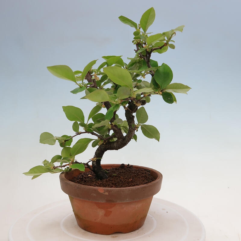 Venkovní  bonsai -  Pseudocydonia sinensis - Kdouloň čínská