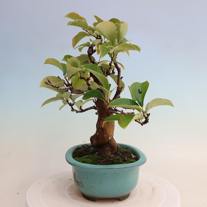 Venkovní  bonsai -  Pseudocydonia sinensis - Kdouloň čínská