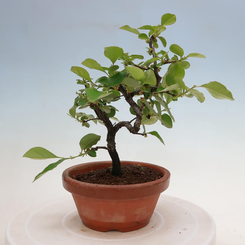 Venkovní  bonsai -  Pseudocydonia sinensis - Kdouloň čínská