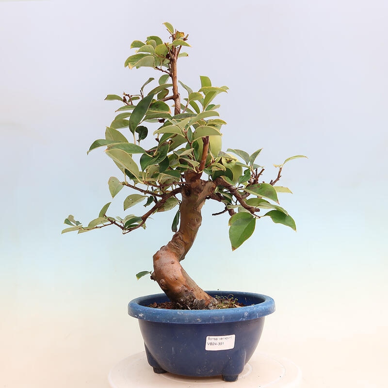 Venkovní  bonsai -  Pseudocydonia sinensis - Kdouloň čínská