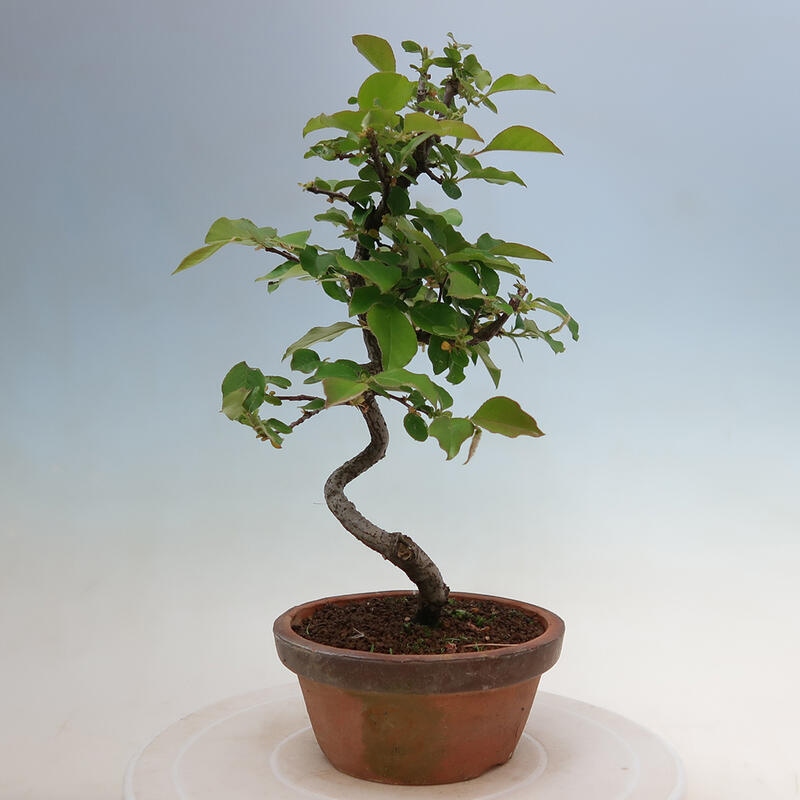 Venkovní  bonsai -  Pseudocydonia sinensis - Kdouloň čínská