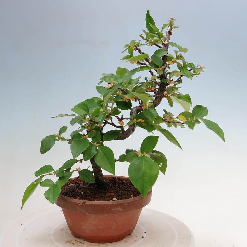 Venkovní  bonsai -  Pseudocydonia sinensis - Kdouloň čínská