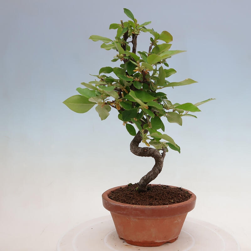 Venkovní  bonsai -  Pseudocydonia sinensis - Kdouloň čínská