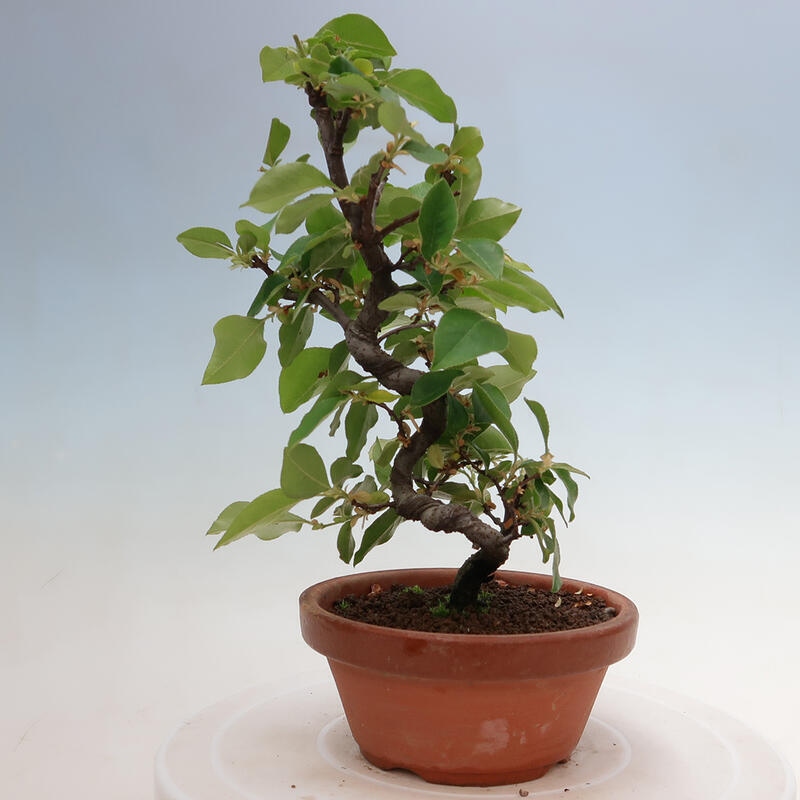 Venkovní  bonsai -  Pseudocydonia sinensis - Kdouloň čínská