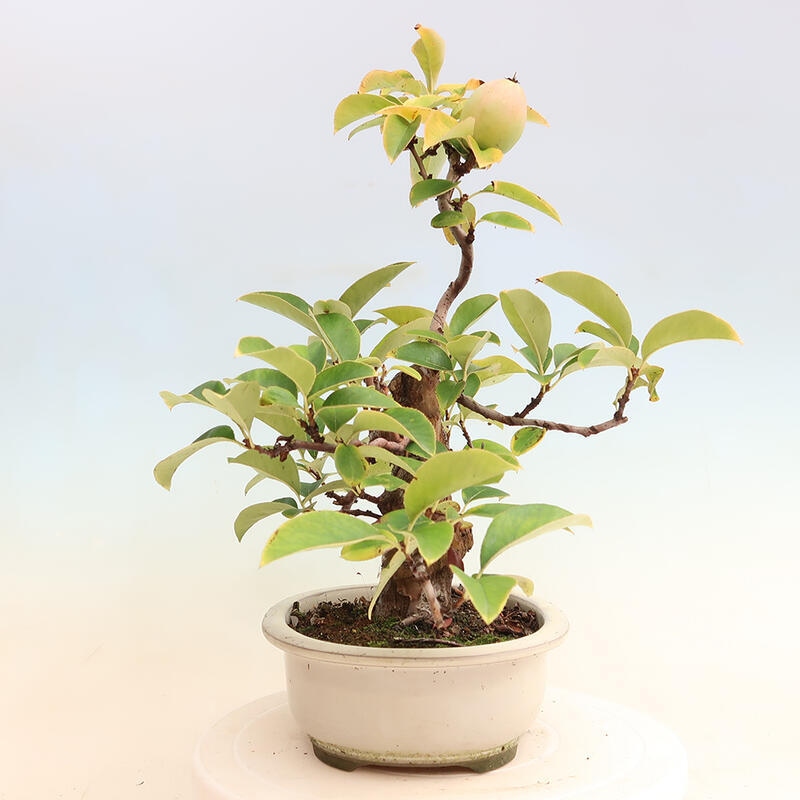 Venkovní  bonsai -  Pseudocydonia sinensis - Kdouloň čínská