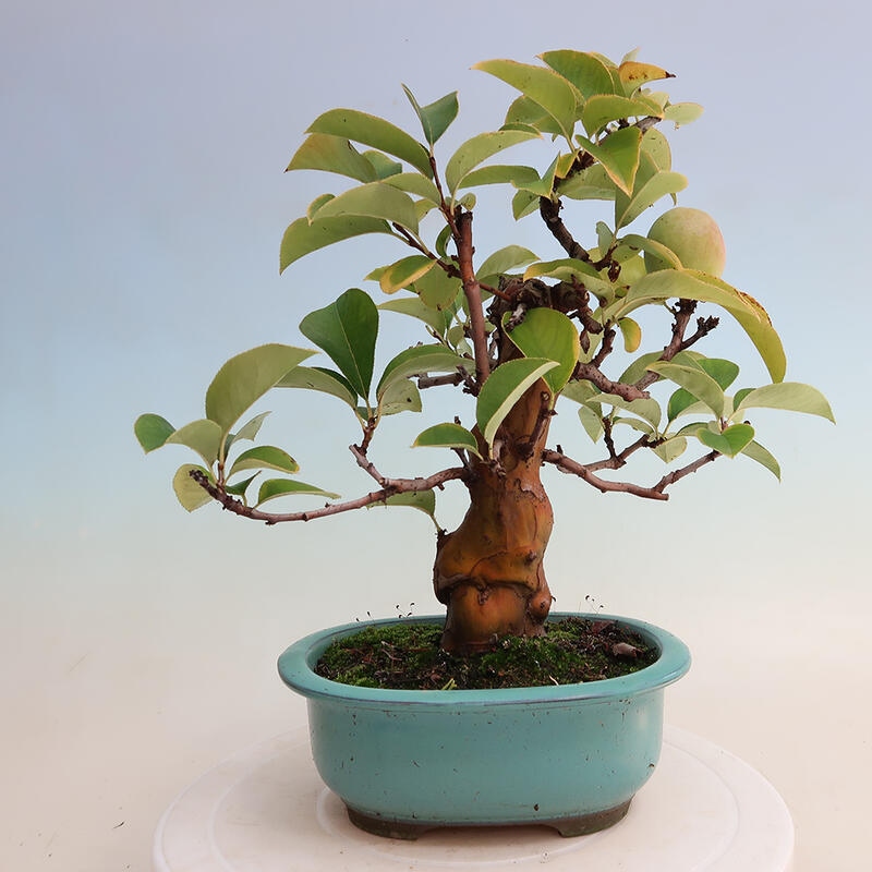 Venkovní  bonsai -  Pseudocydonia sinensis - Kdouloň čínská