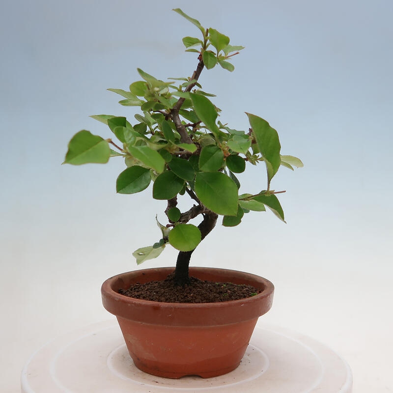 Venkovní  bonsai -  Pseudocydonia sinensis - Kdouloň čínská