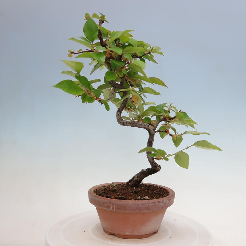 Venkovní  bonsai -  Pseudocydonia sinensis - Kdouloň čínská