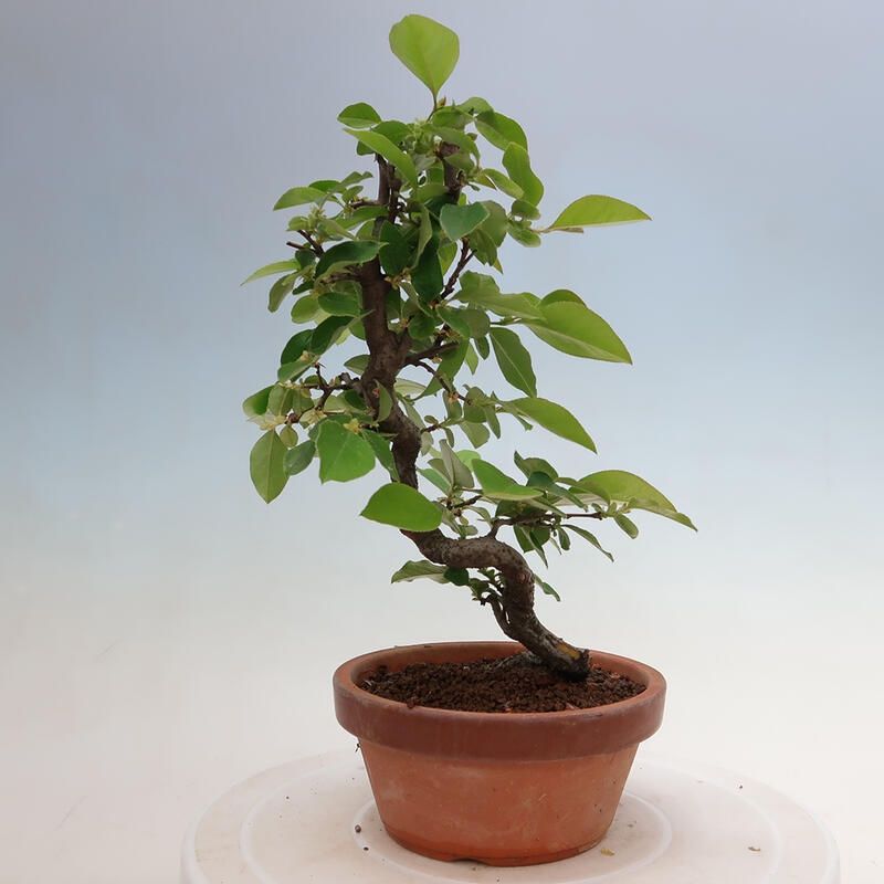 Venkovní  bonsai -  Pseudocydonia sinensis - Kdouloň čínská