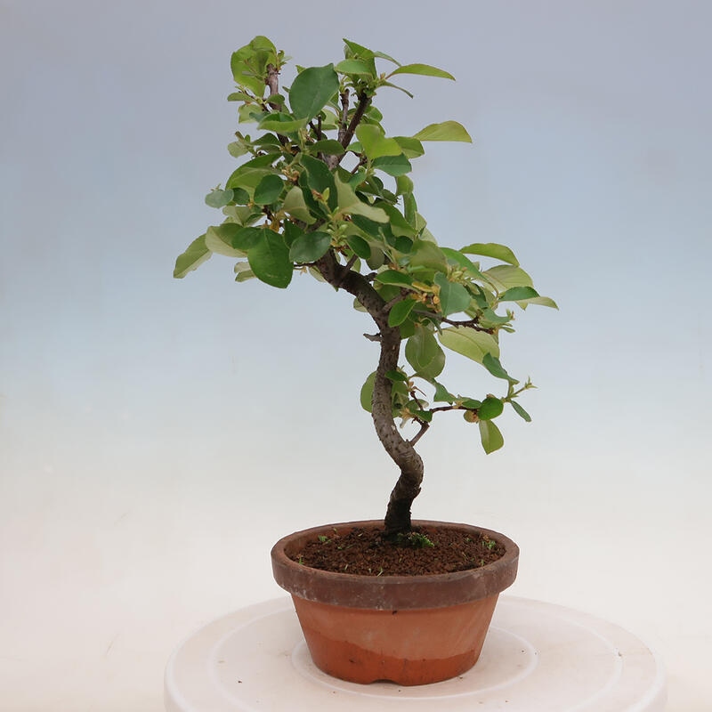 Venkovní  bonsai -  Pseudocydonia sinensis - Kdouloň čínská