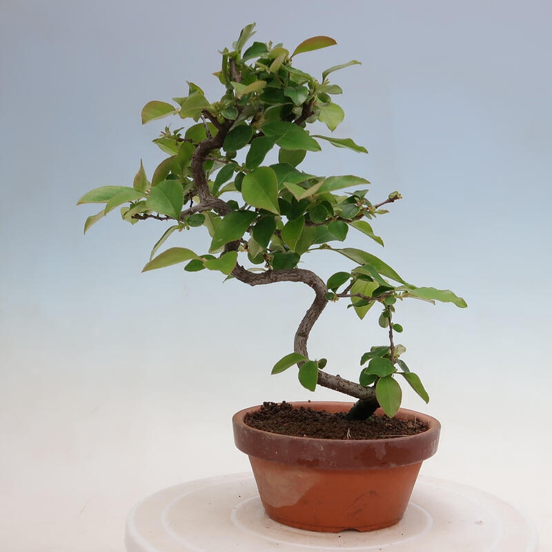 Venkovní  bonsai -  Pseudocydonia sinensis - Kdouloň čínská