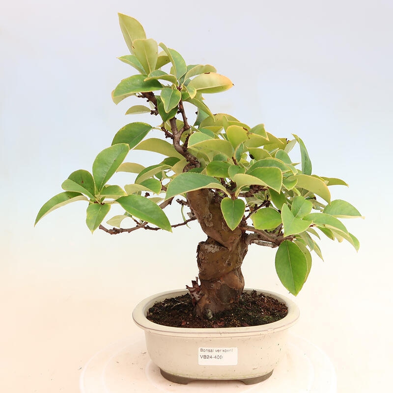 Venkovní  bonsai -  Pseudocydonia sinensis - Kdouloň čínská