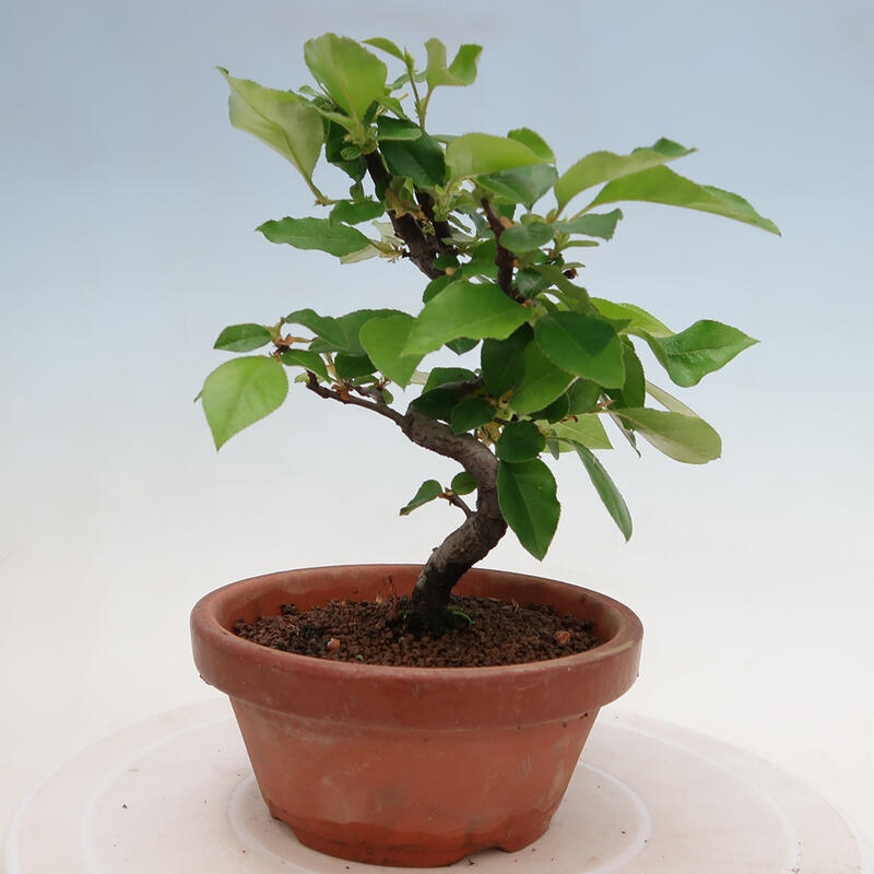 Venkovní  bonsai -  Pseudocydonia sinensis - Kdouloň čínská