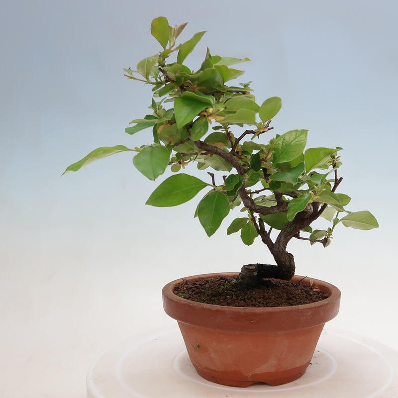 Venkovní  bonsai -  Pseudocydonia sinensis - Kdouloň čínská