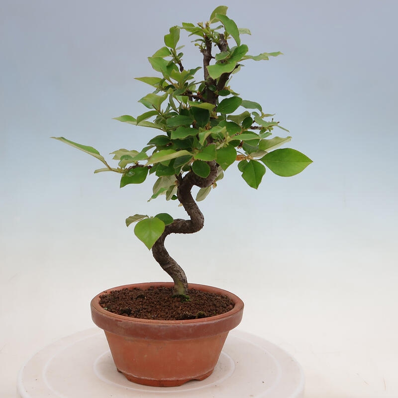 Venkovní  bonsai -  Pseudocydonia sinensis - Kdouloň čínská