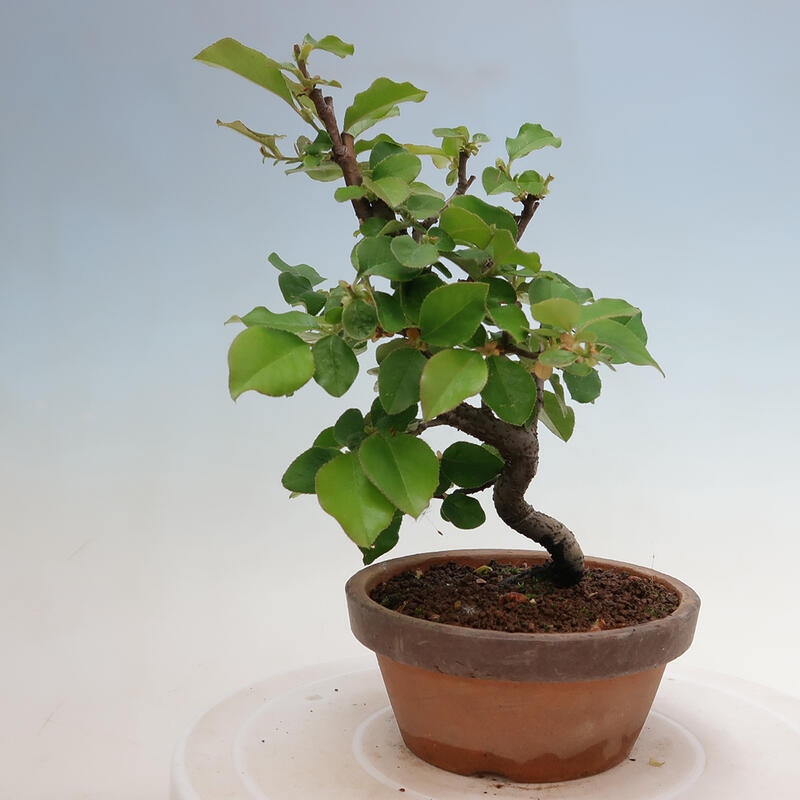 Venkovní  bonsai -  Pseudocydonia sinensis - Kdouloň čínská