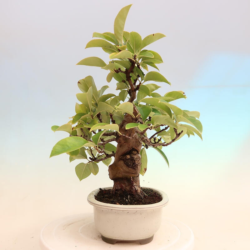 Venkovní  bonsai -  Pseudocydonia sinensis - Kdouloň čínská