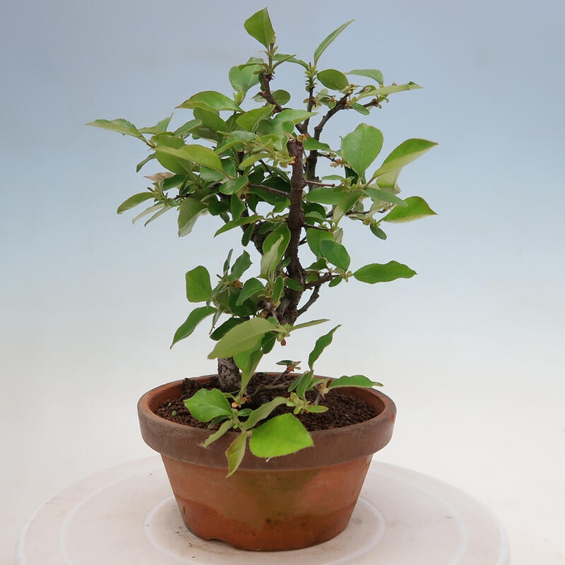 Venkovní  bonsai -  Pseudocydonia sinensis - Kdouloň čínská