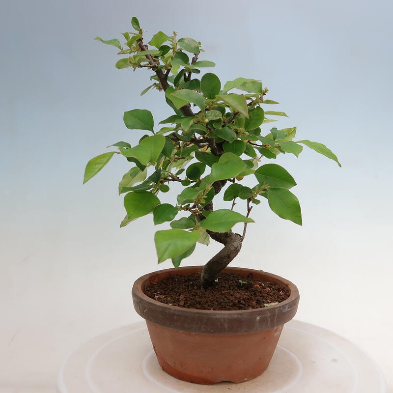 Venkovní  bonsai -  Pseudocydonia sinensis - Kdouloň čínská