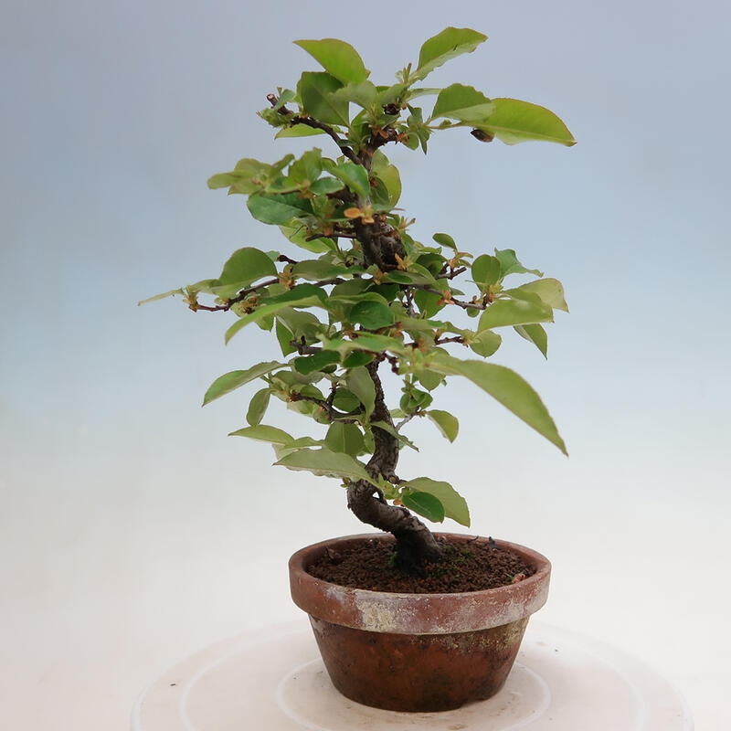 Venkovní  bonsai -  Pseudocydonia sinensis - Kdouloň čínská