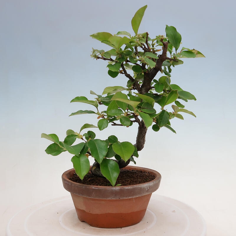 Venkovní  bonsai -  Pseudocydonia sinensis - Kdouloň čínská