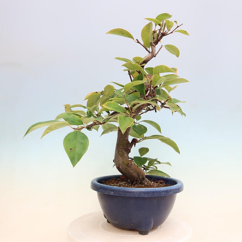 Venkovní  bonsai -  Pseudocydonia sinensis - Kdouloň čínská