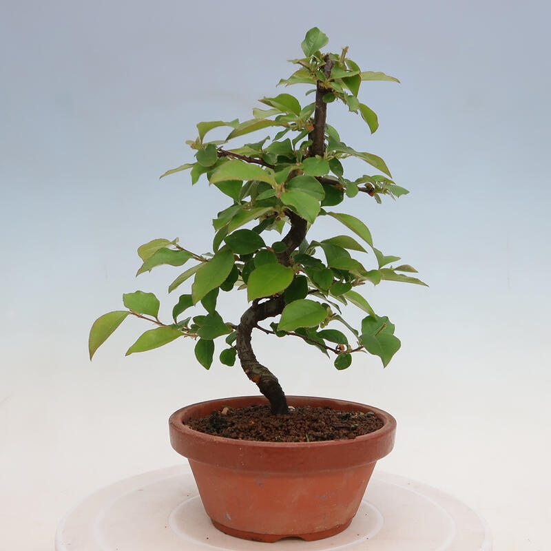 Venkovní  bonsai -  Pseudocydonia sinensis - Kdouloň čínská