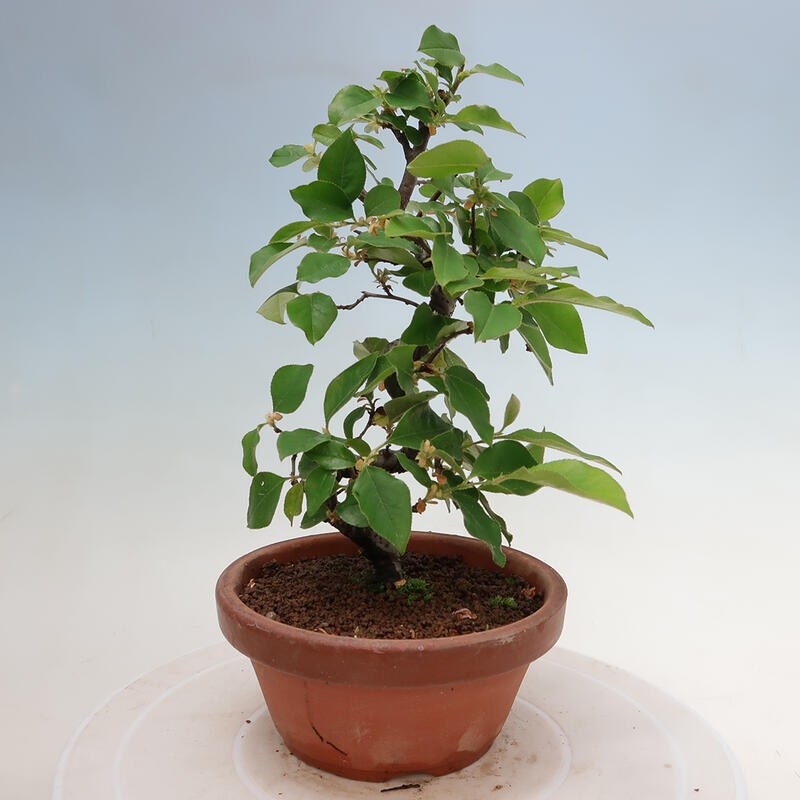 Venkovní  bonsai -  Pseudocydonia sinensis - Kdouloň čínská