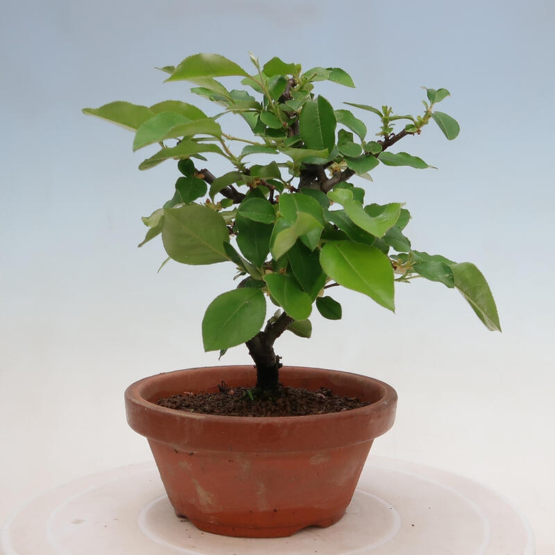 Venkovní  bonsai -  Pseudocydonia sinensis - Kdouloň čínská