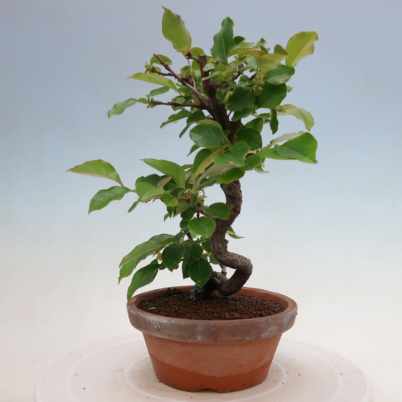 Venkovní  bonsai -  Pseudocydonia sinensis - Kdouloň čínská