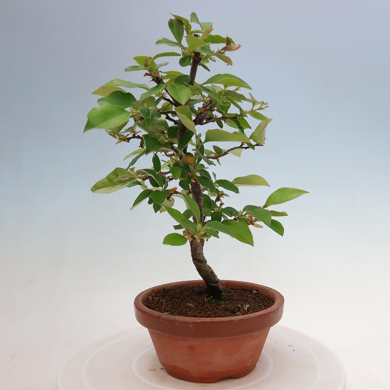 Venkovní  bonsai -  Pseudocydonia sinensis - Kdouloň čínská