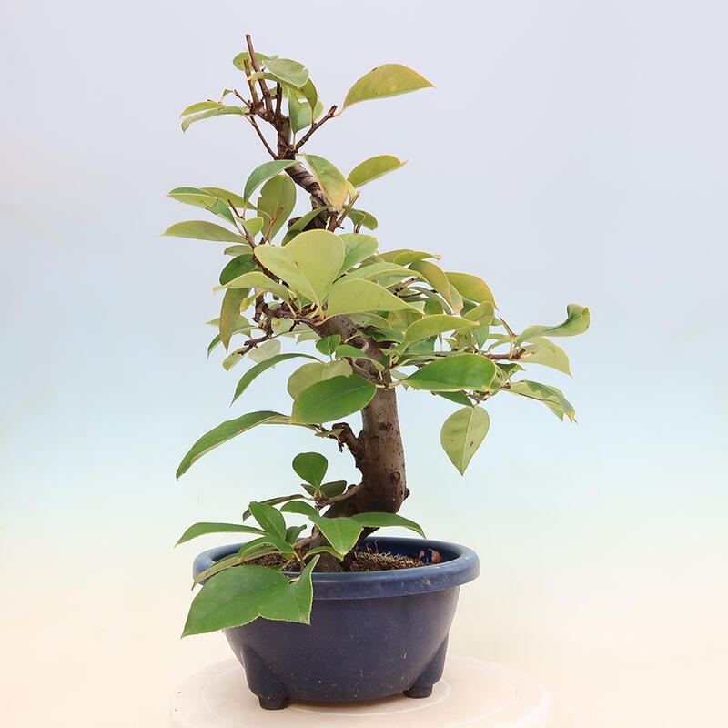 Venkovní  bonsai -  Pseudocydonia sinensis - Kdouloň čínská