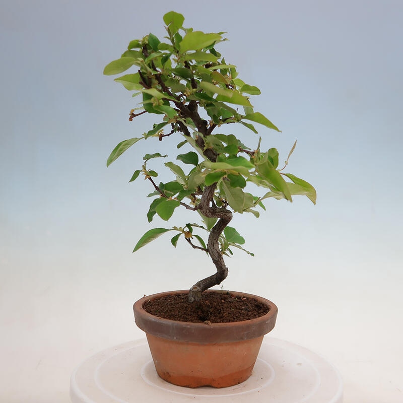 Venkovní  bonsai -  Pseudocydonia sinensis - Kdouloň čínská