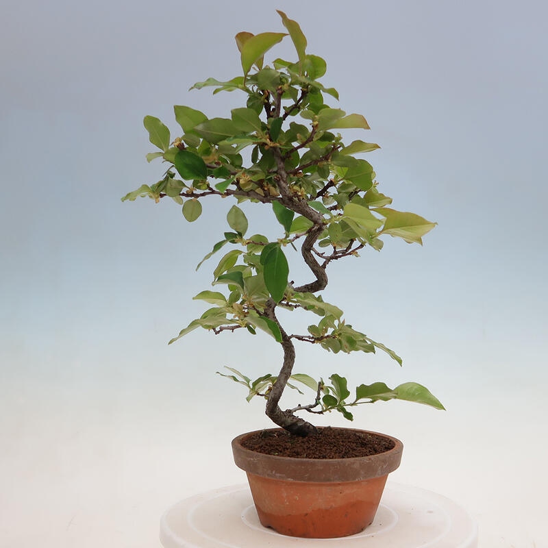 Venkovní  bonsai -  Pseudocydonia sinensis - Kdouloň čínská