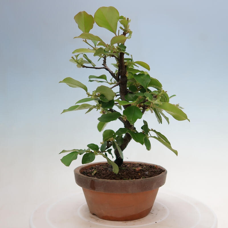 Venkovní  bonsai -  Pseudocydonia sinensis - Kdouloň čínská