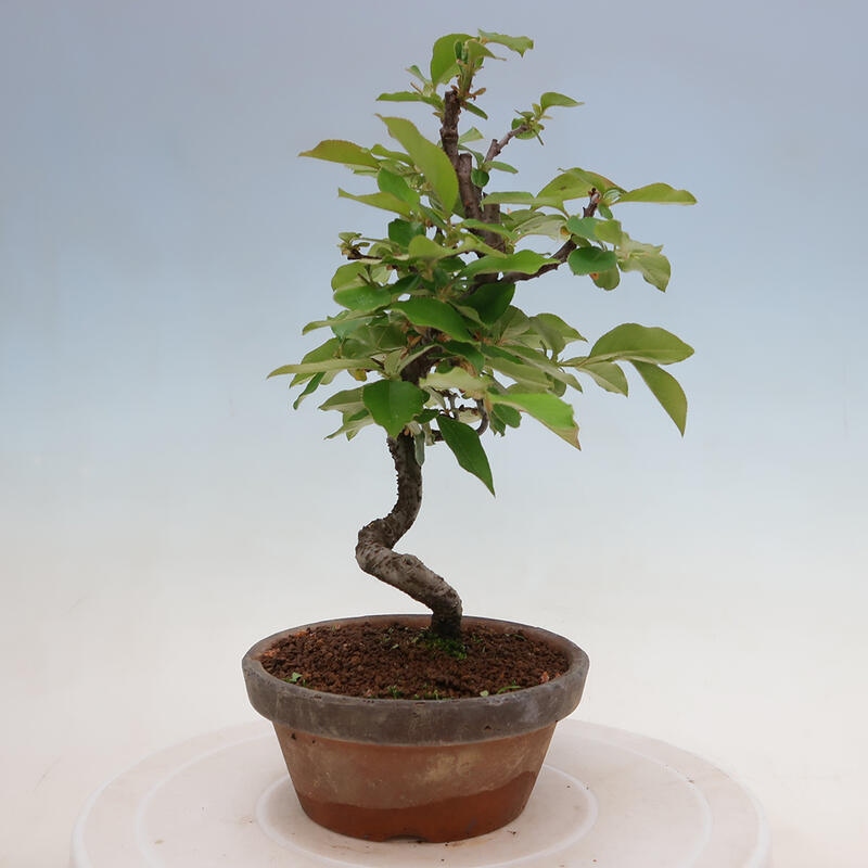 Venkovní  bonsai -  Pseudocydonia sinensis - Kdouloň čínská